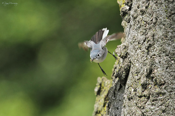 Blue-Gray Gnatcatcher...Gnat included
