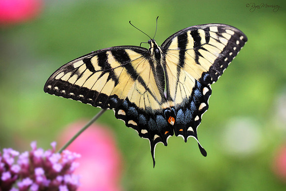 Tiger Swallowtail