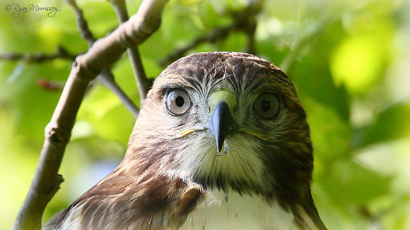 Red Tailed Eyas Portrait