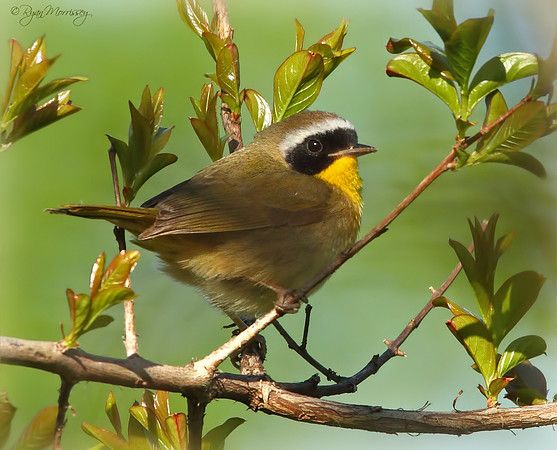 Common Yellowthroat Male