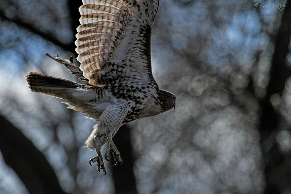 Red Tailed Hawk