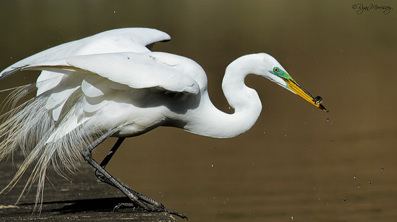 Great Egret