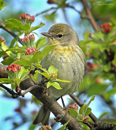 Yellow Rumped Warbler, Female