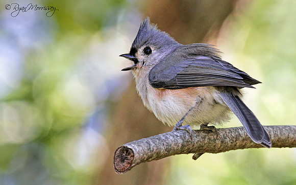Titmouse Bokeh Extreme