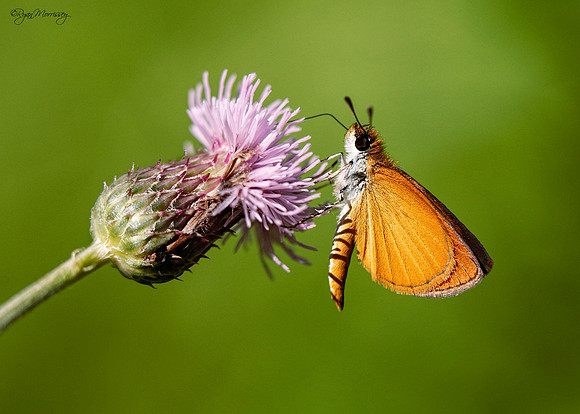 Orange & Pink