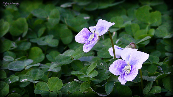 Springtime