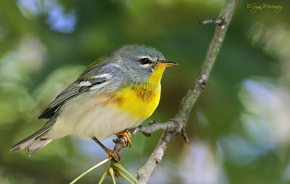 Northern Parula