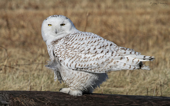 Snowy Owl