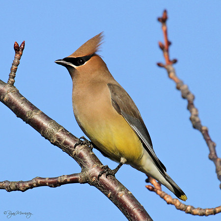 Cedar Waxwing