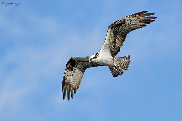 Osprey