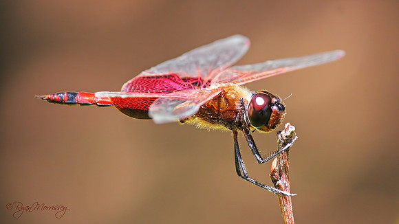 Carolina Saddlebags