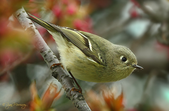 Ruby Crowned Kinglet