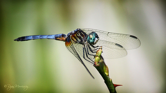 Blue Dasher