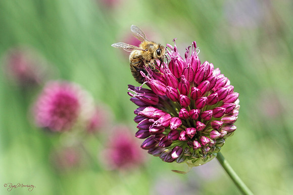Honey Bee