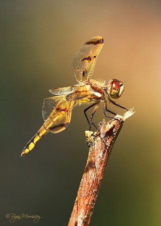 Painted Skimmer