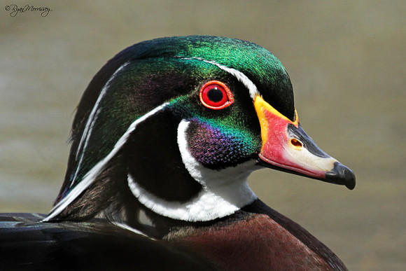 Wood Duck Portrait