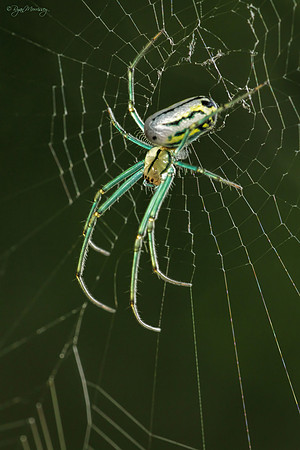 Orchard Weaver Spider