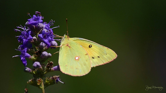 Yellow Sulphur Butterfly