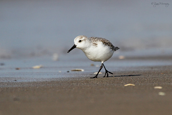Sanderling