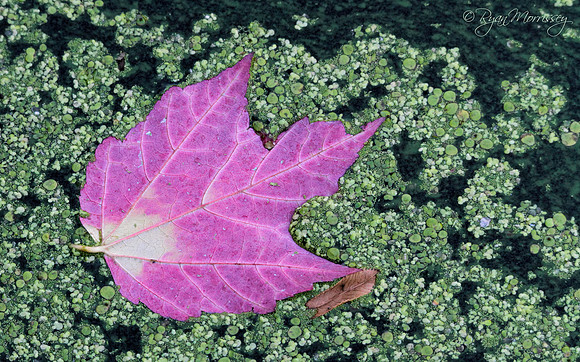 Leaf