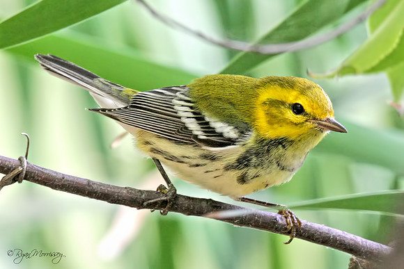 Black Throated Green Warbler, female