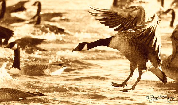 Goose