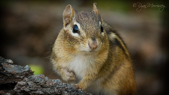 Chipmunk