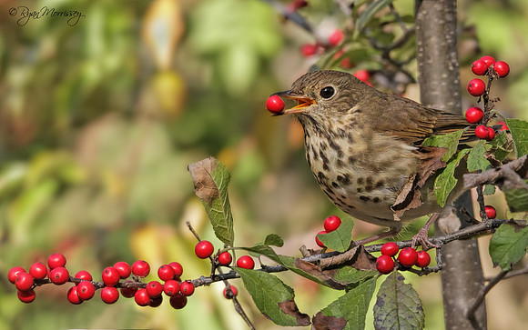 Hermit Thrush with a Gift