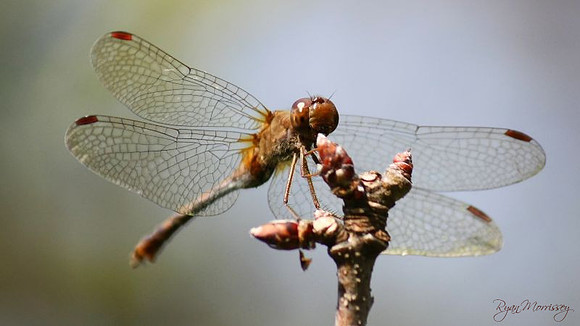 Meadowhawk Dragonfly