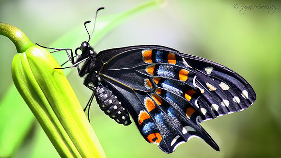 Black Swallowtail Butterfly
