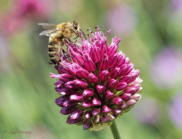 Honey Bee 2