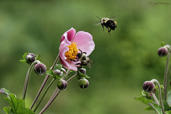Bumble Bees