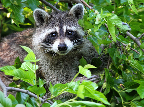 Racoon