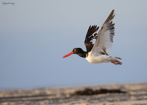 American Oystercatcher