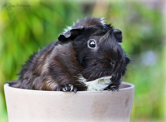 Little Month! - (My girl's Guinnea Pig)