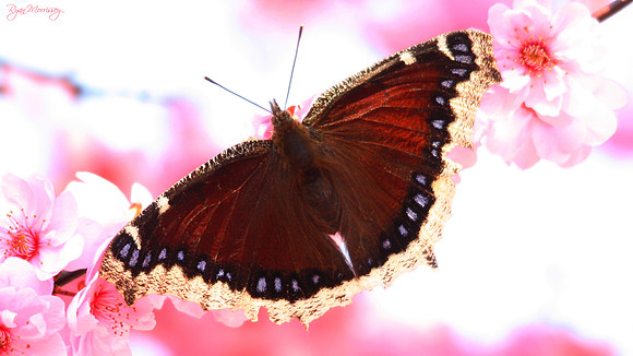 Mourning Cloak Butterly