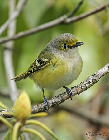 White-Eyed Vireo