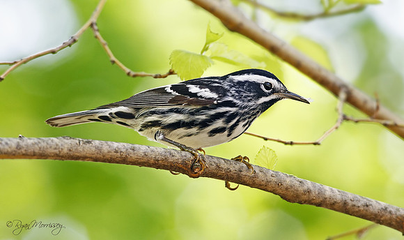 Black & White Warbler