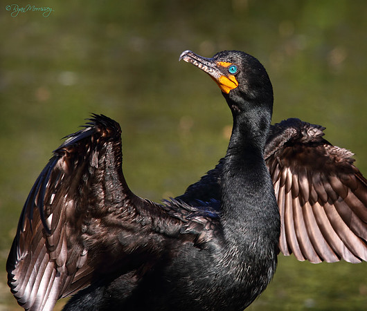 It wasn't me! Cormorant