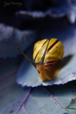 Garden Snail