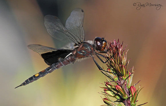 Black Saddlebags Dragonfly