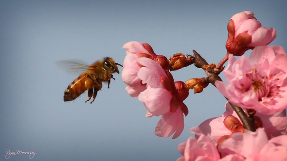 Cherry & Honey