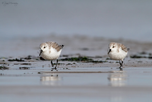 Sanderlings