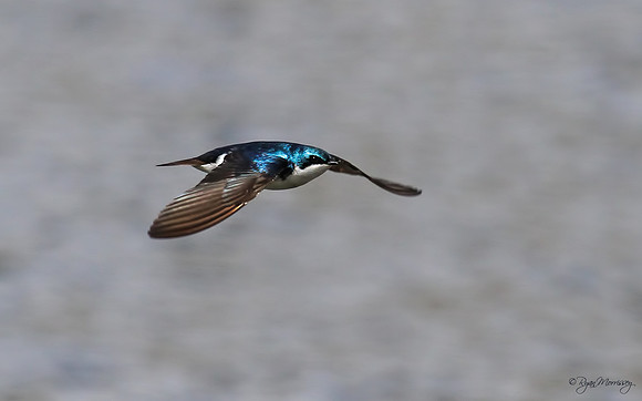 Tree Swallow