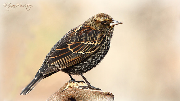 Female Red Winged Blackbird