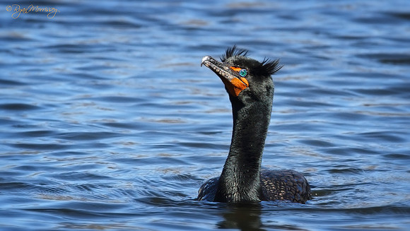 Double Crested Cormorant