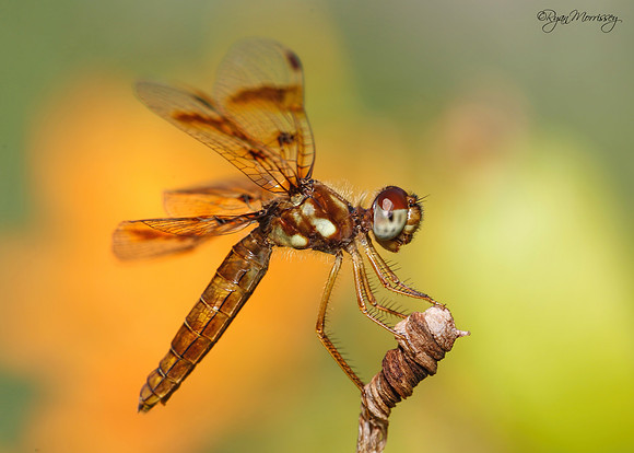 Amberwing Dragonfly