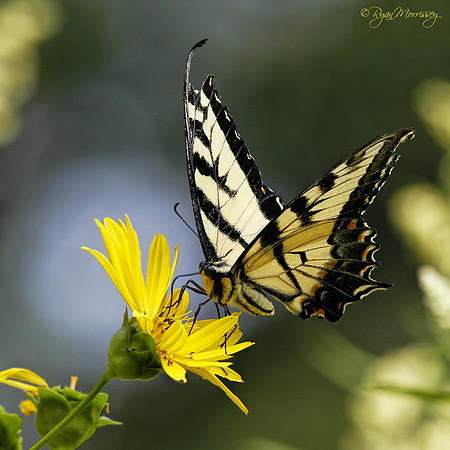 Tiger Swallowtail Butterfly