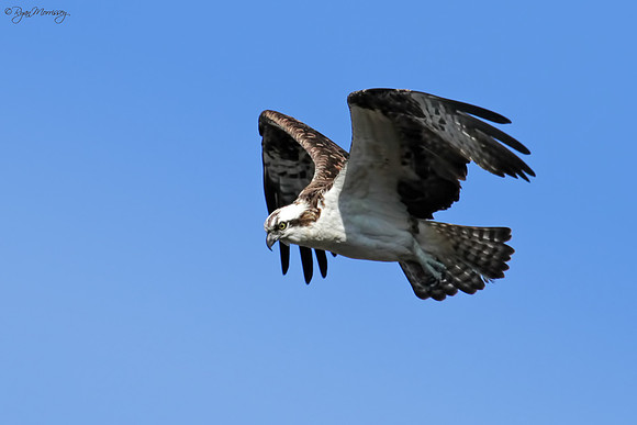 Osprey Hovering
