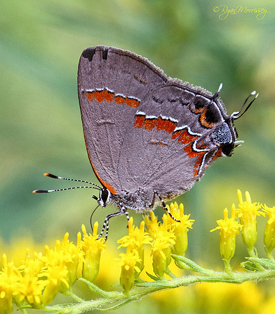 Gray Hairstreak Butterfly